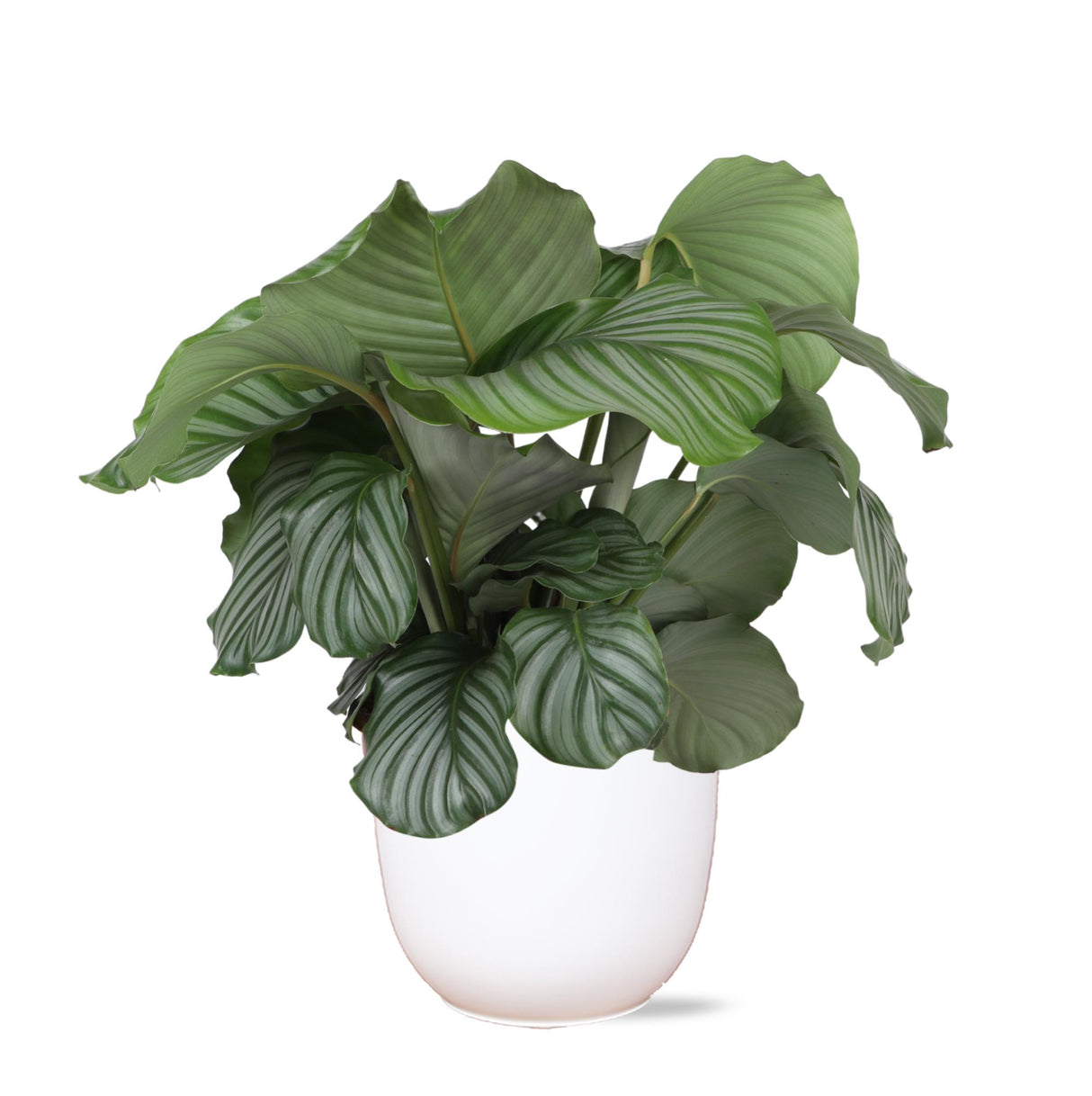 Calathea Orbifolia