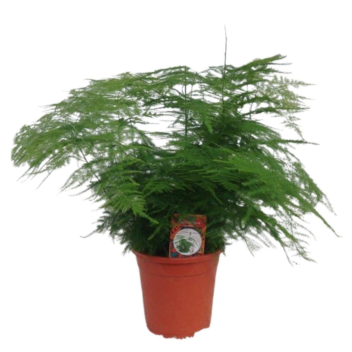 Asparagus Setaceus - Ø17cm - ↕45cm - Ø17cm - ↕45cm