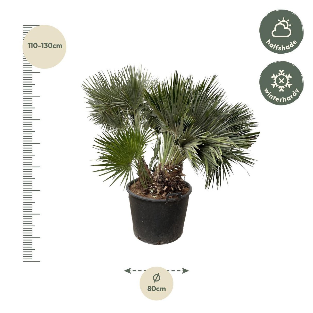 Chamaerops Humilis Compact