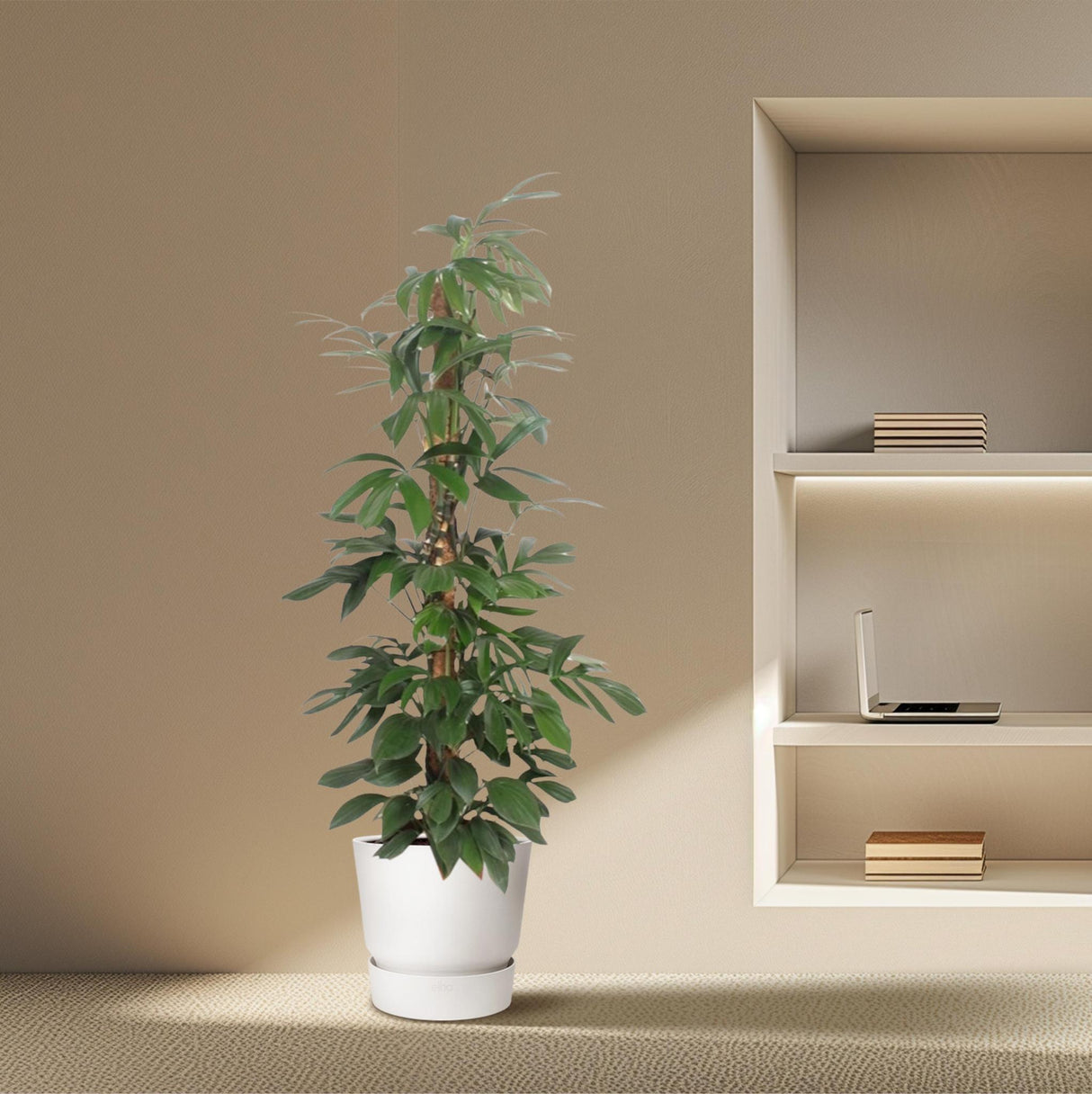 Philodendron Dragon Tail moss stick