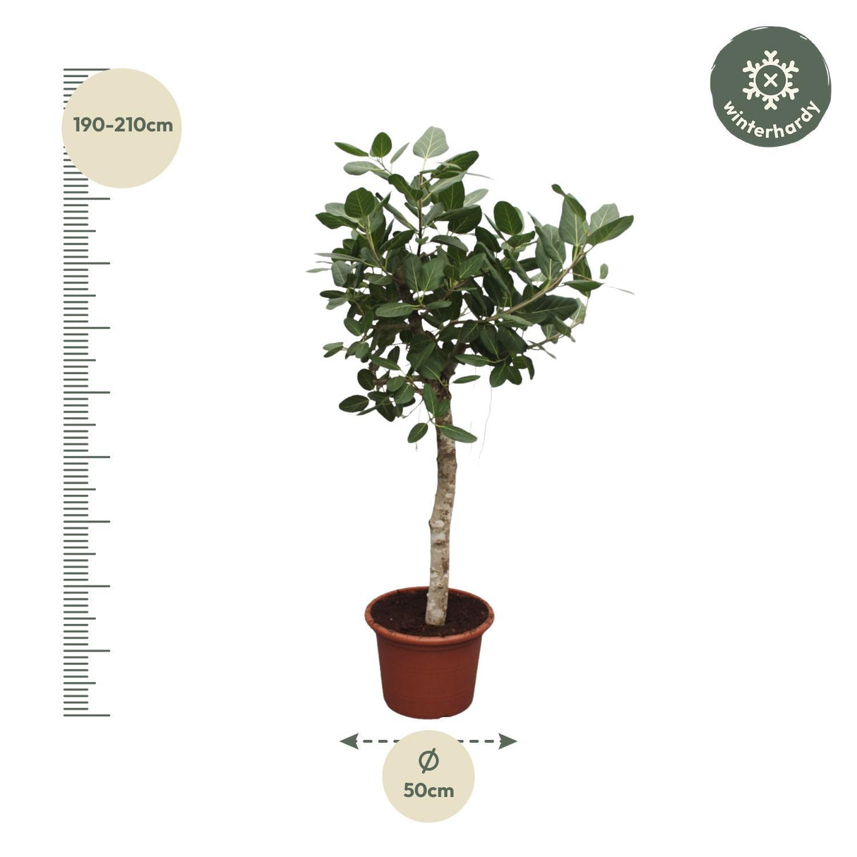Ficus Benghalensis-træet