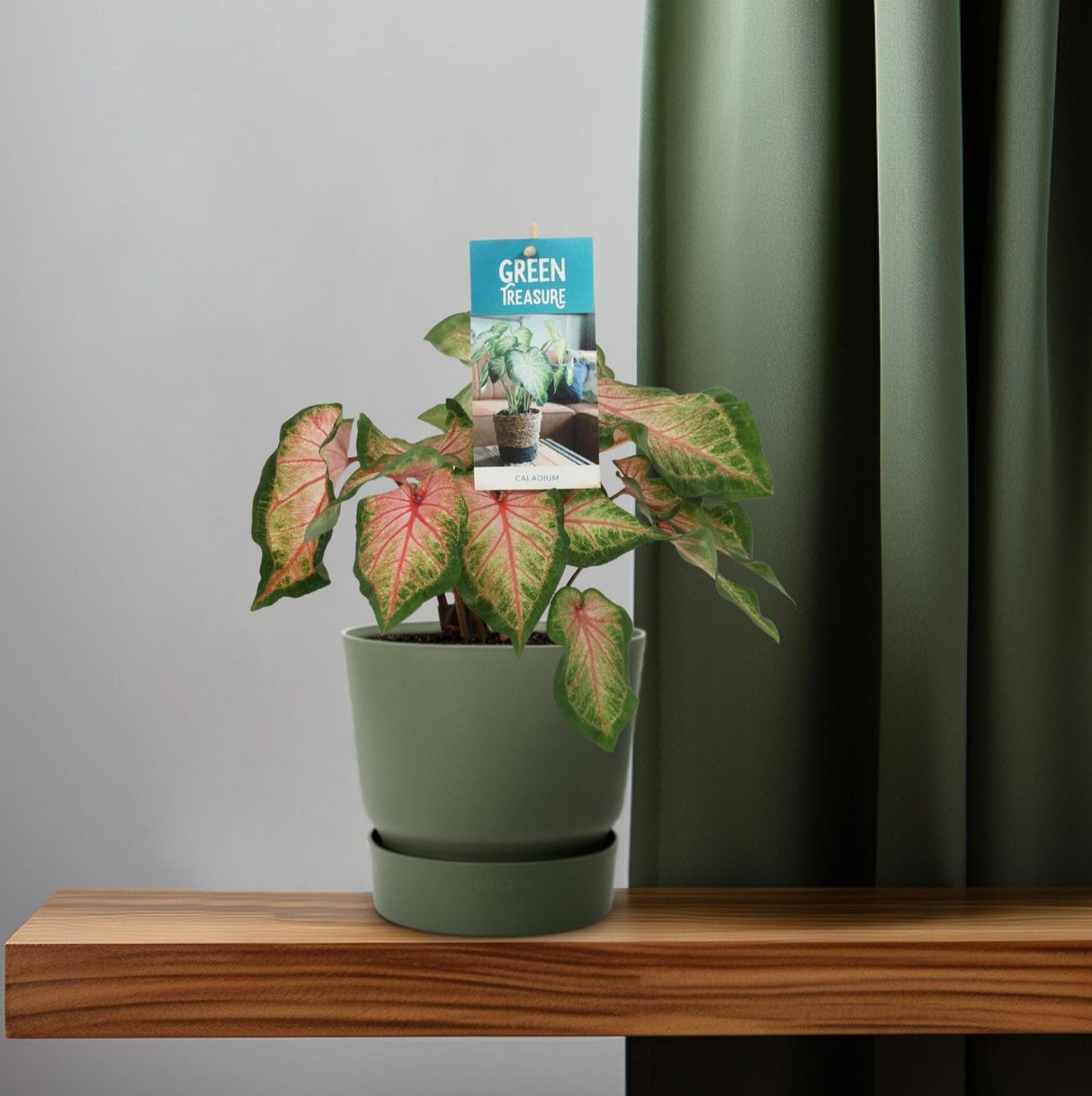 Caladium Roze - Ø12cm - ↕25cm