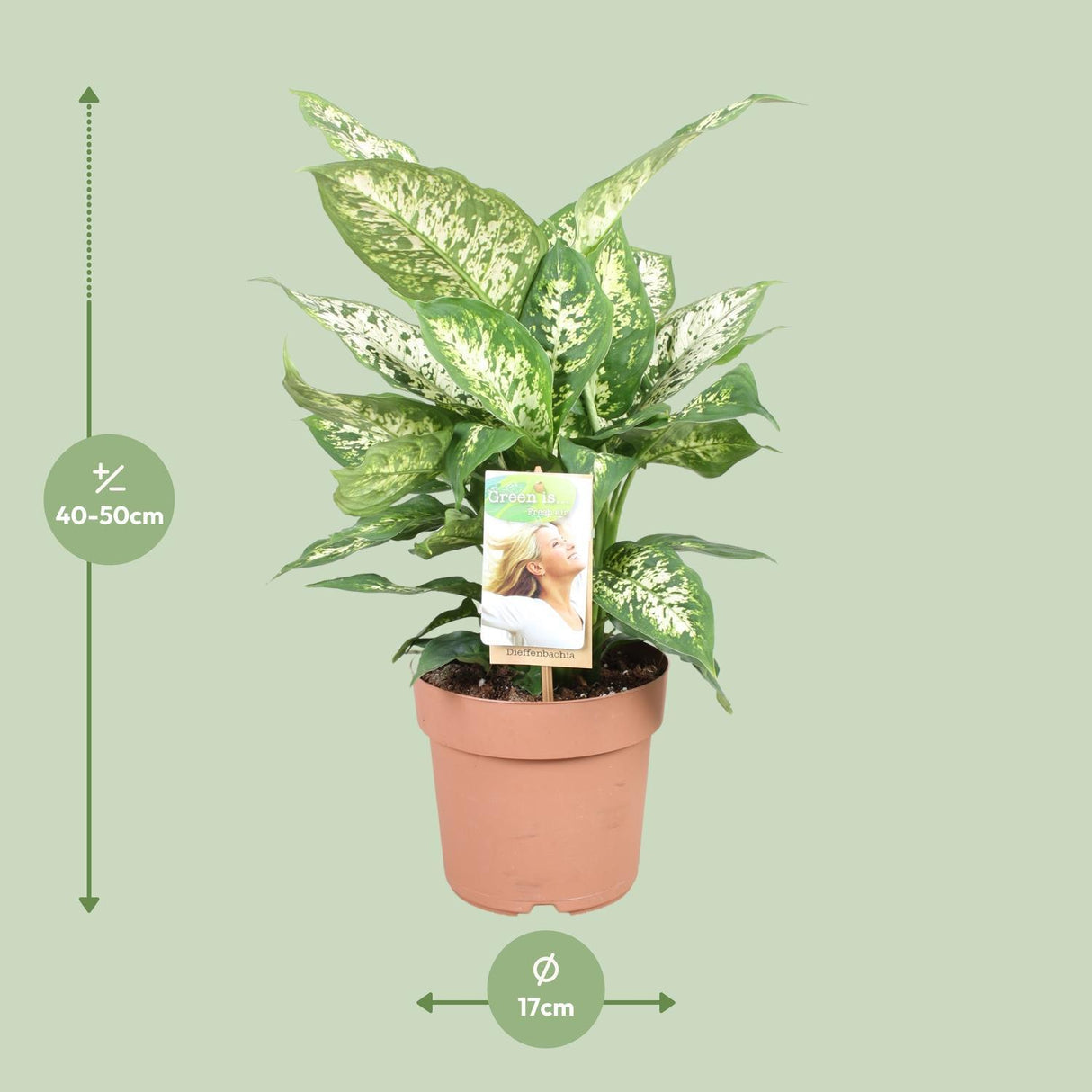 Dieffenbachia compacta