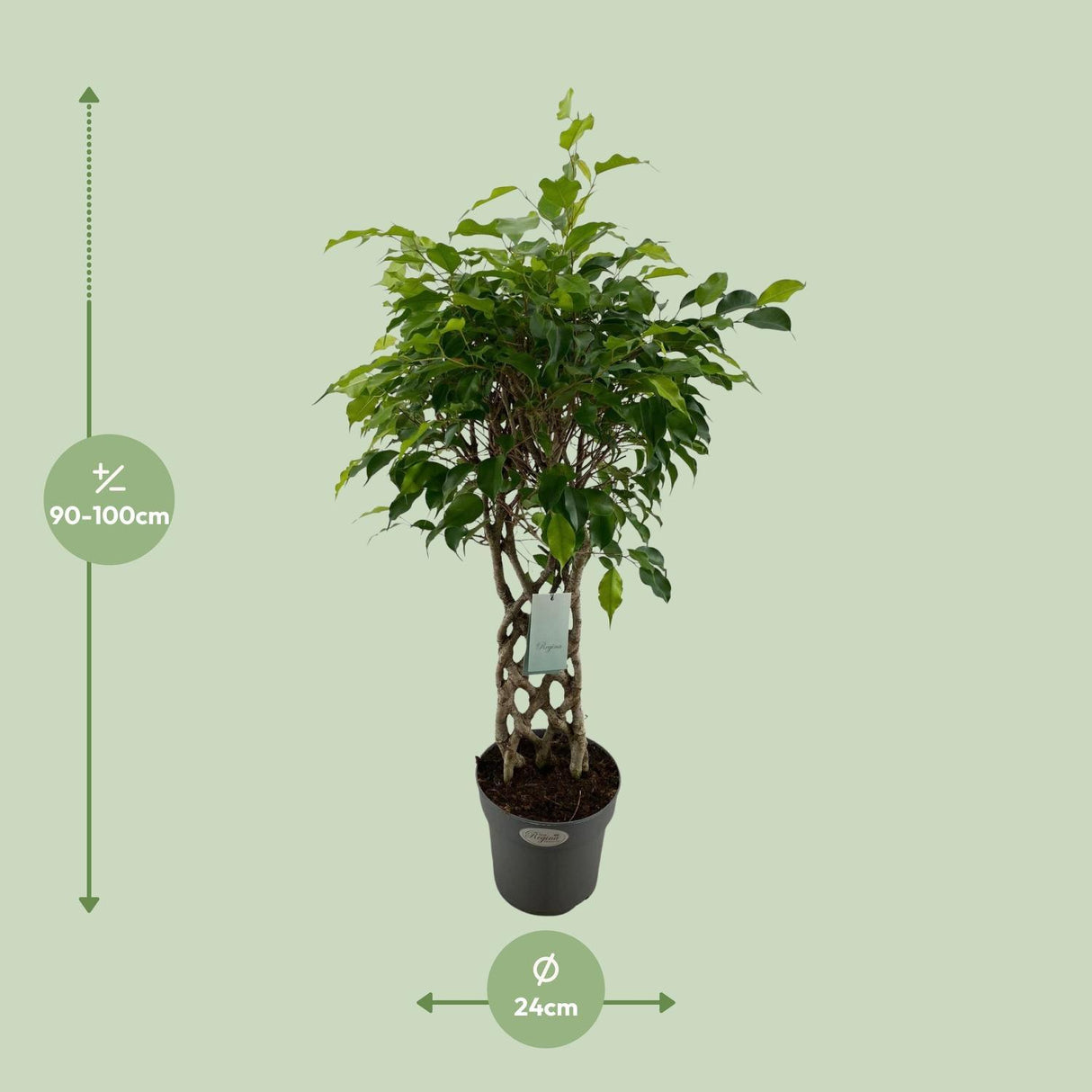 Ficus Benjamina Exotica