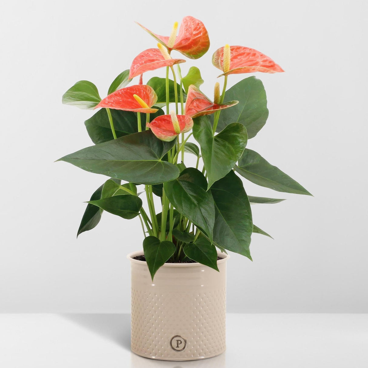 Anthurium andreanum Prince of Orange inkl. REN zink - 45cm - Ø12