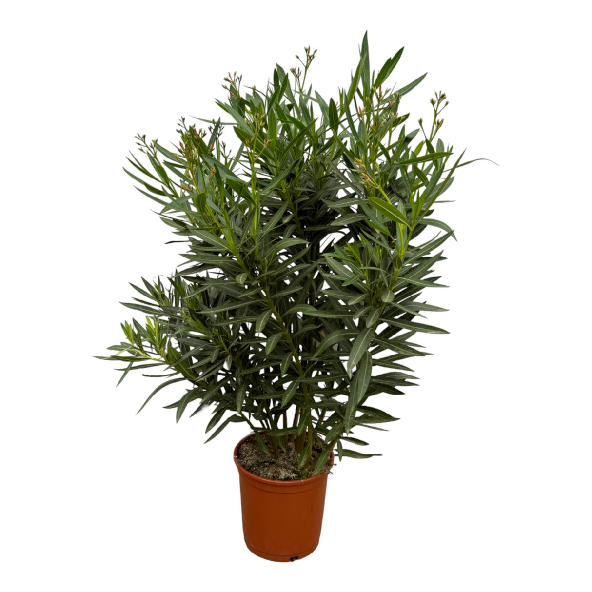 Nerium Oleander shrub with red flower