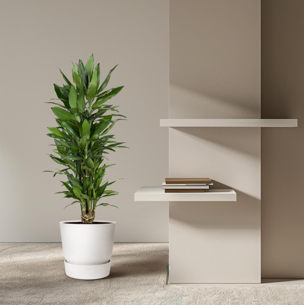 Dracaena Janet Lind vertakt