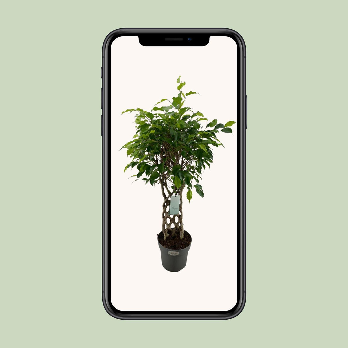 Ficus Benjamina Exotica