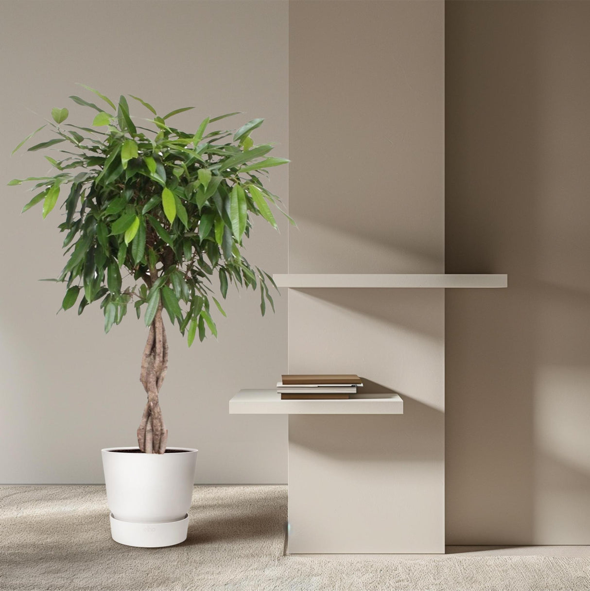 Ficus Amstel King flettet stamme