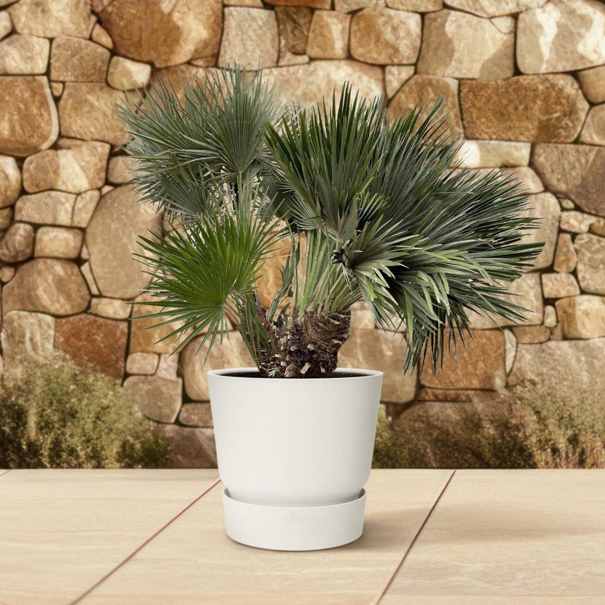 Chamaerops Humilis Compact