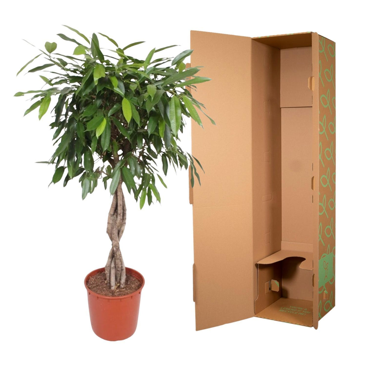 Ficus Amstel King flettet stamme