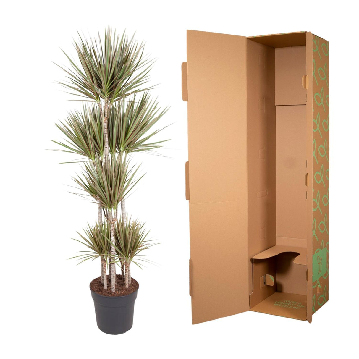 Dracaena Bicolor Carrousel