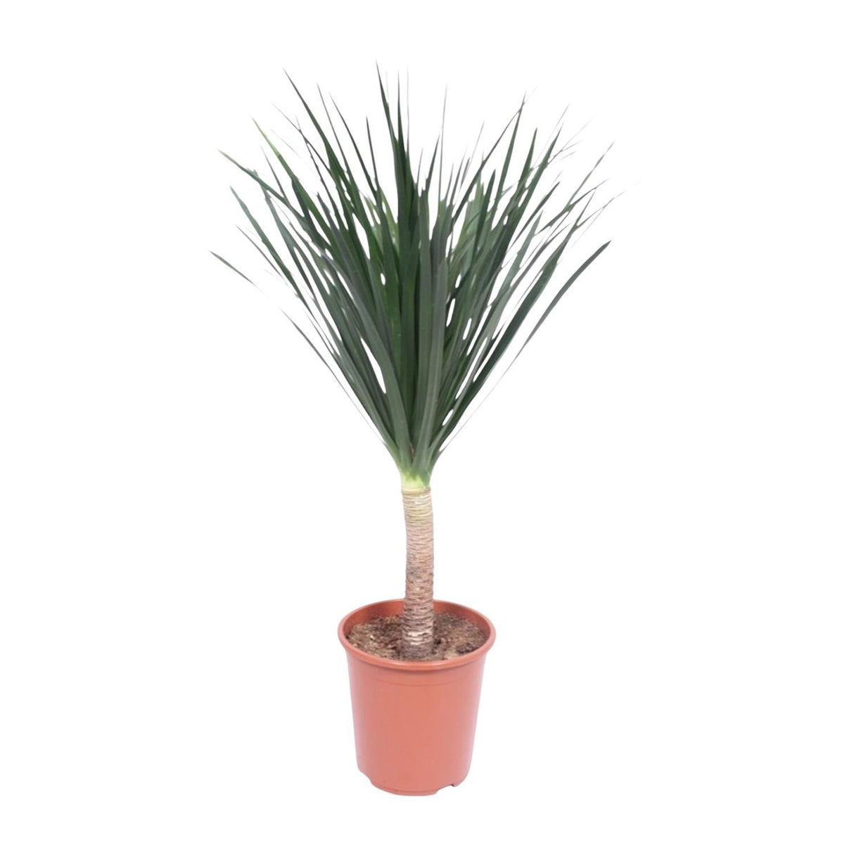 Dracaena Draco