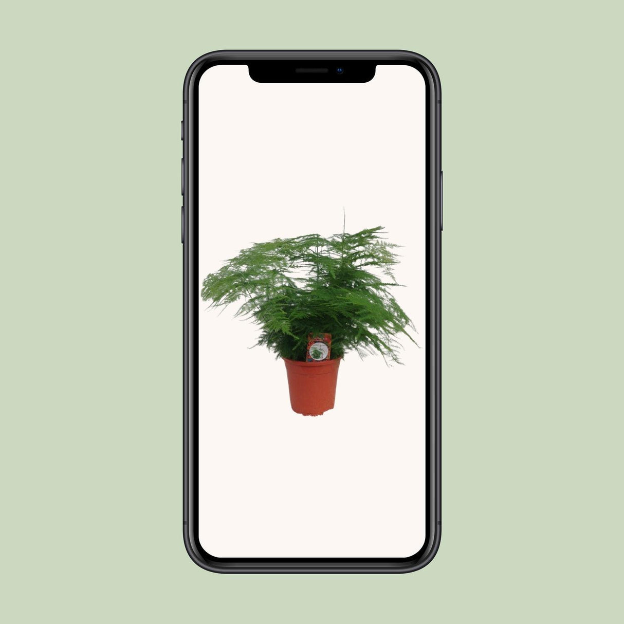 Asparagus Setaceus - Ø17cm - ↕45cm - Ø17cm - ↕45cm