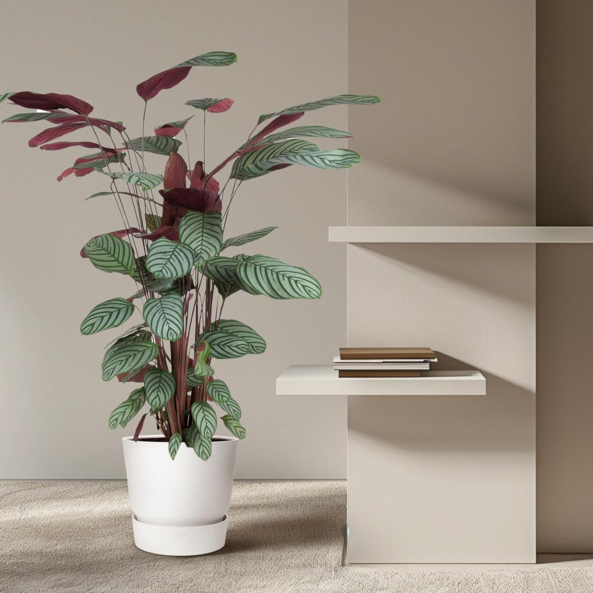 Calathea Oppenheimiana