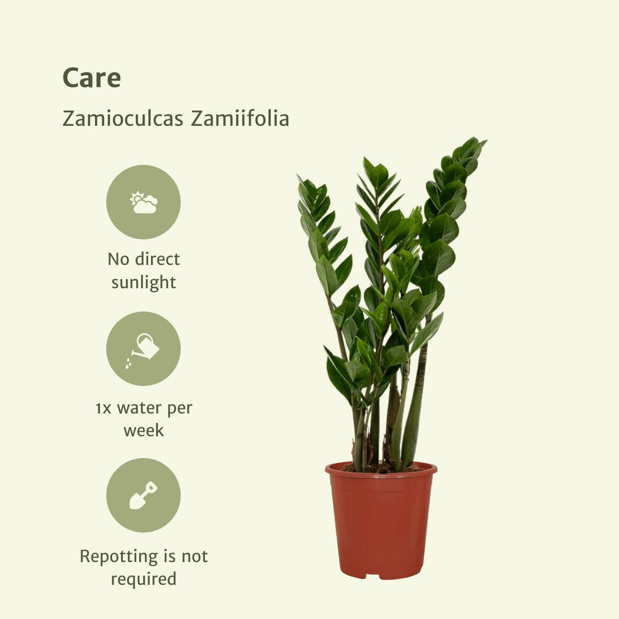 2x Zamioculcas Zamiifolia - Emerald palme - 50cm - ø14