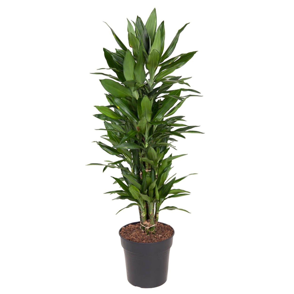 Dracaena Janet Lind vertakt