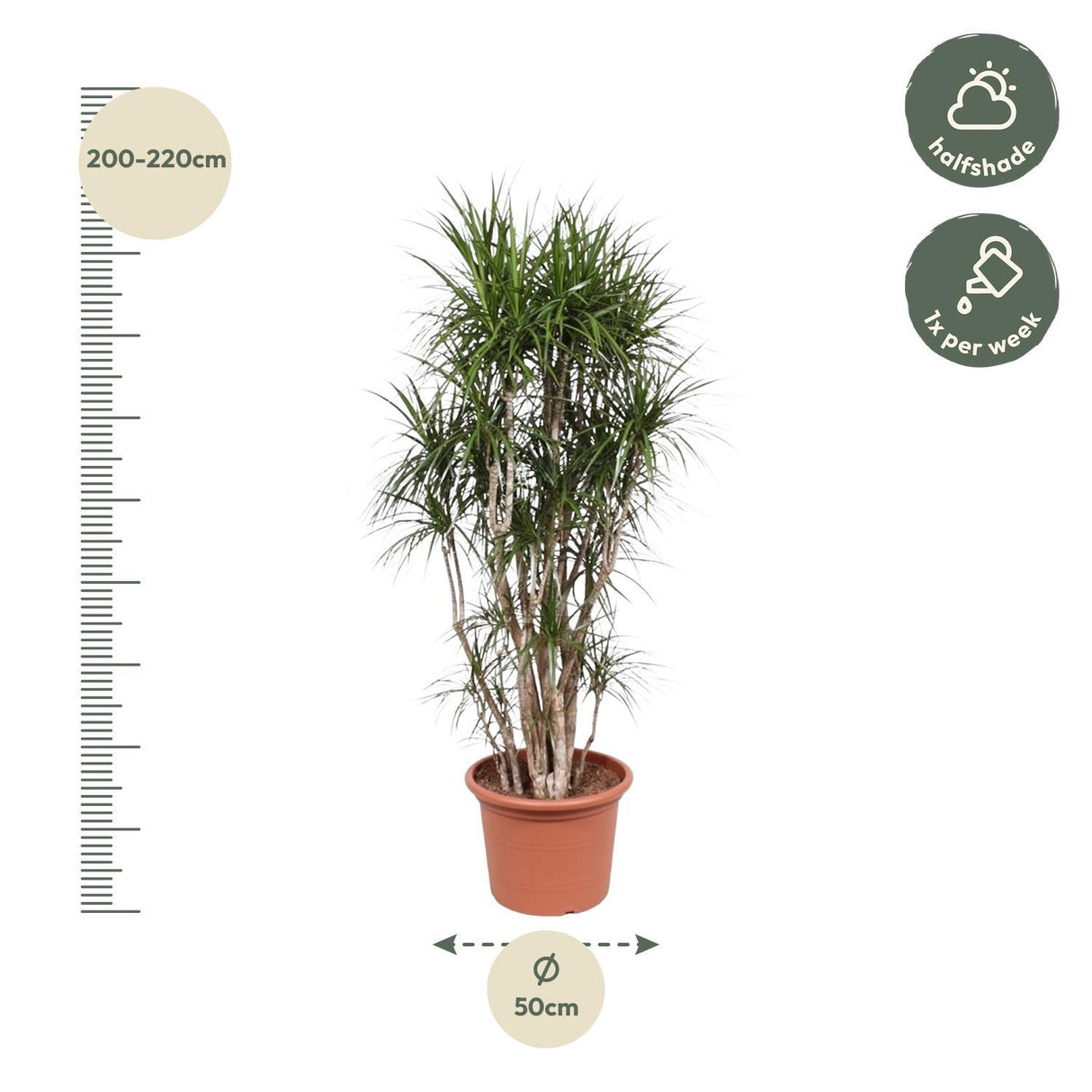Dracaena Marginata forgrenet