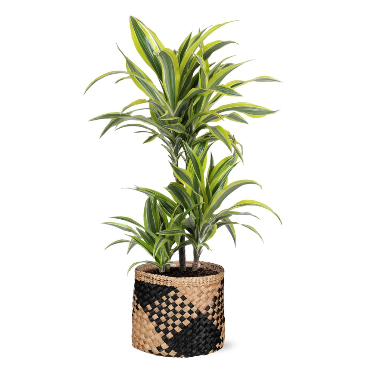 Dracaena Lemon Lime Ø21cm - ↕65cm i Albury BLACK print mand