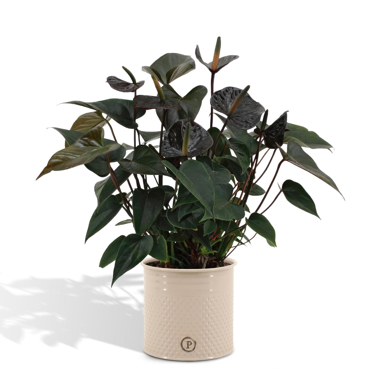 Anthurium andreanum Black Love incl. PURE zinc - 45cm - Ø12