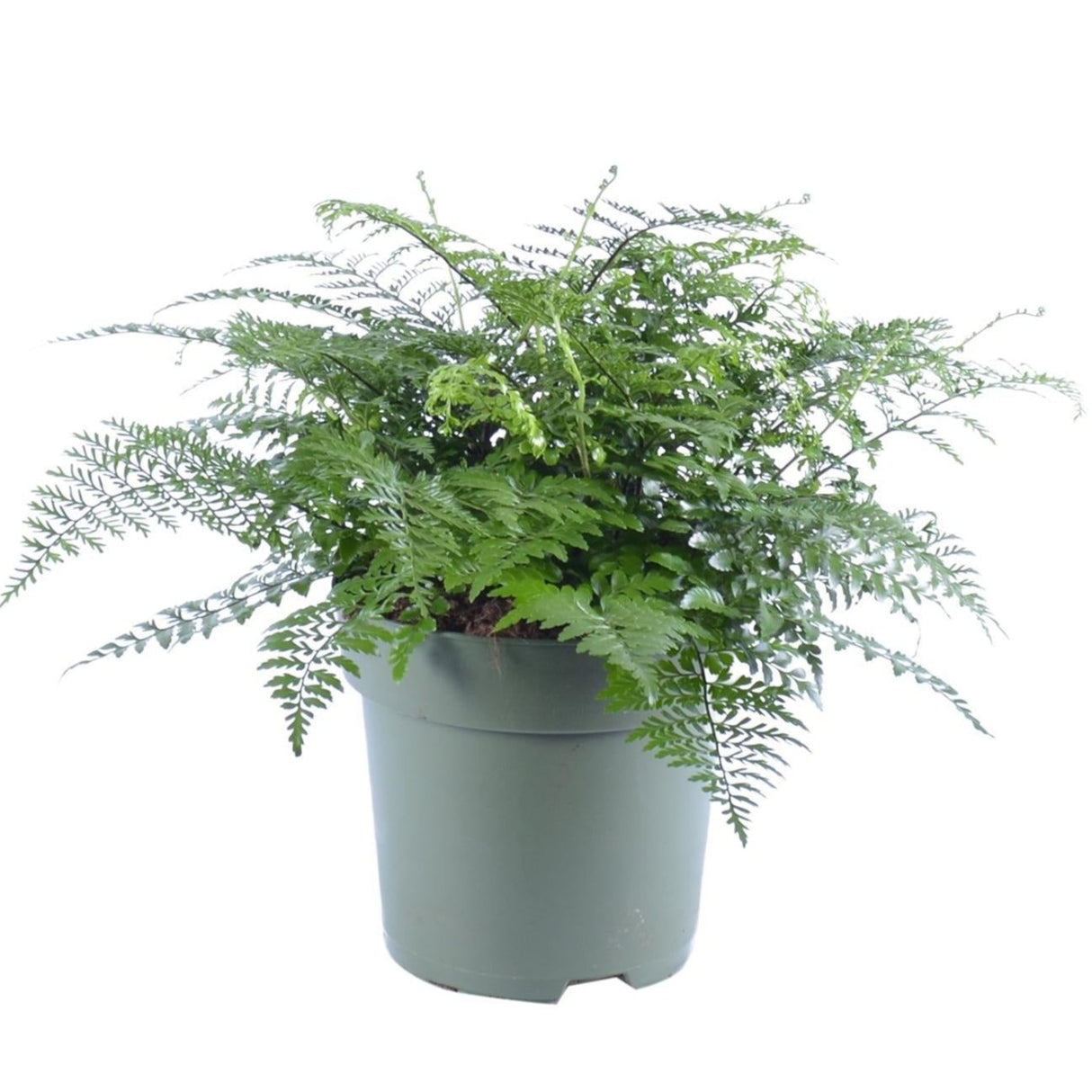Asplenium Parvati - Ø27cm - ↕50cm