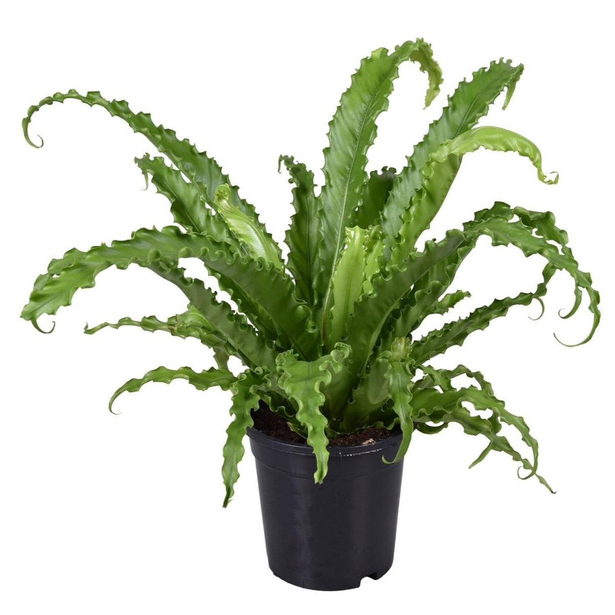 Asplenium Antiquum Osaka - Ø17cm - ↕45cm
