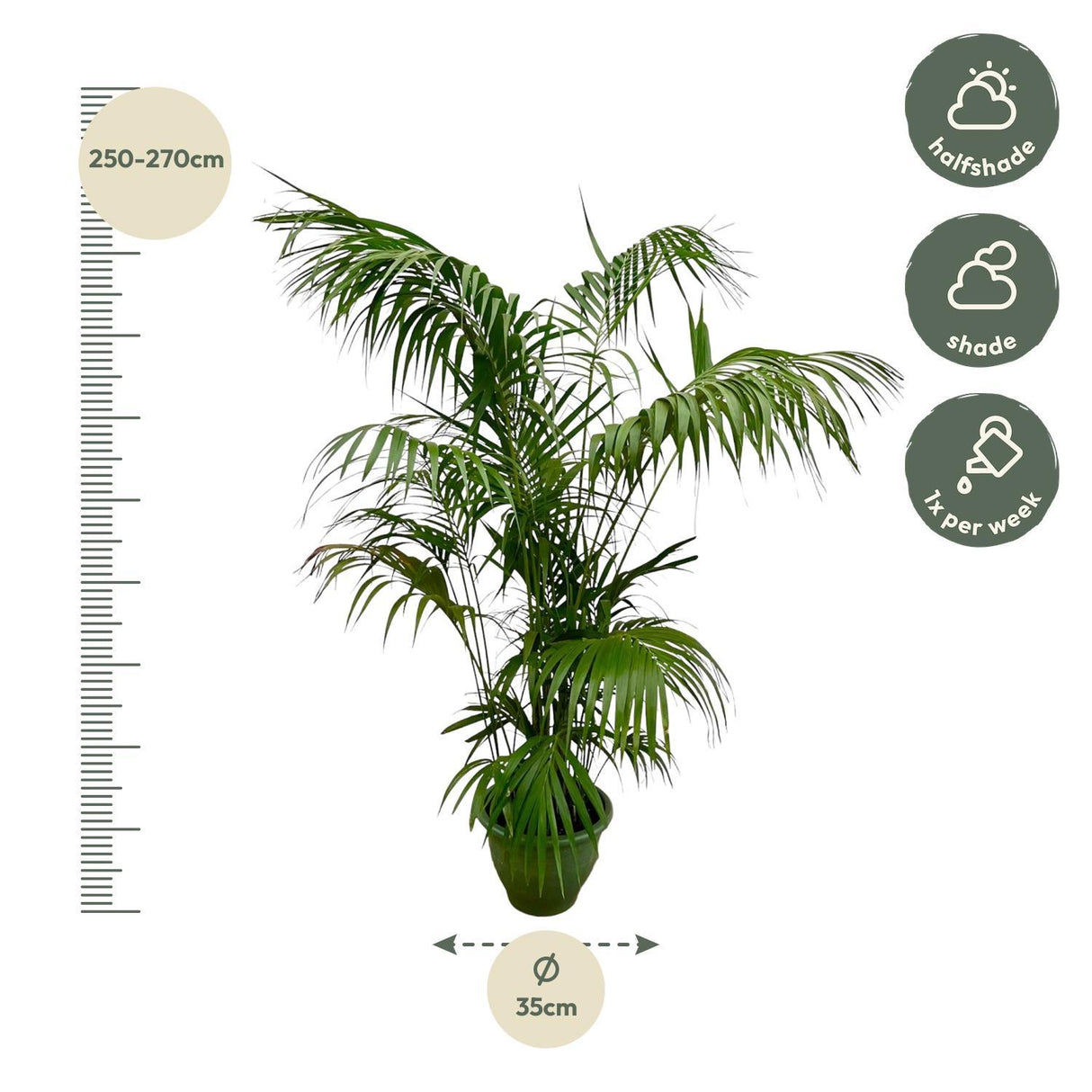 Kentia Palm