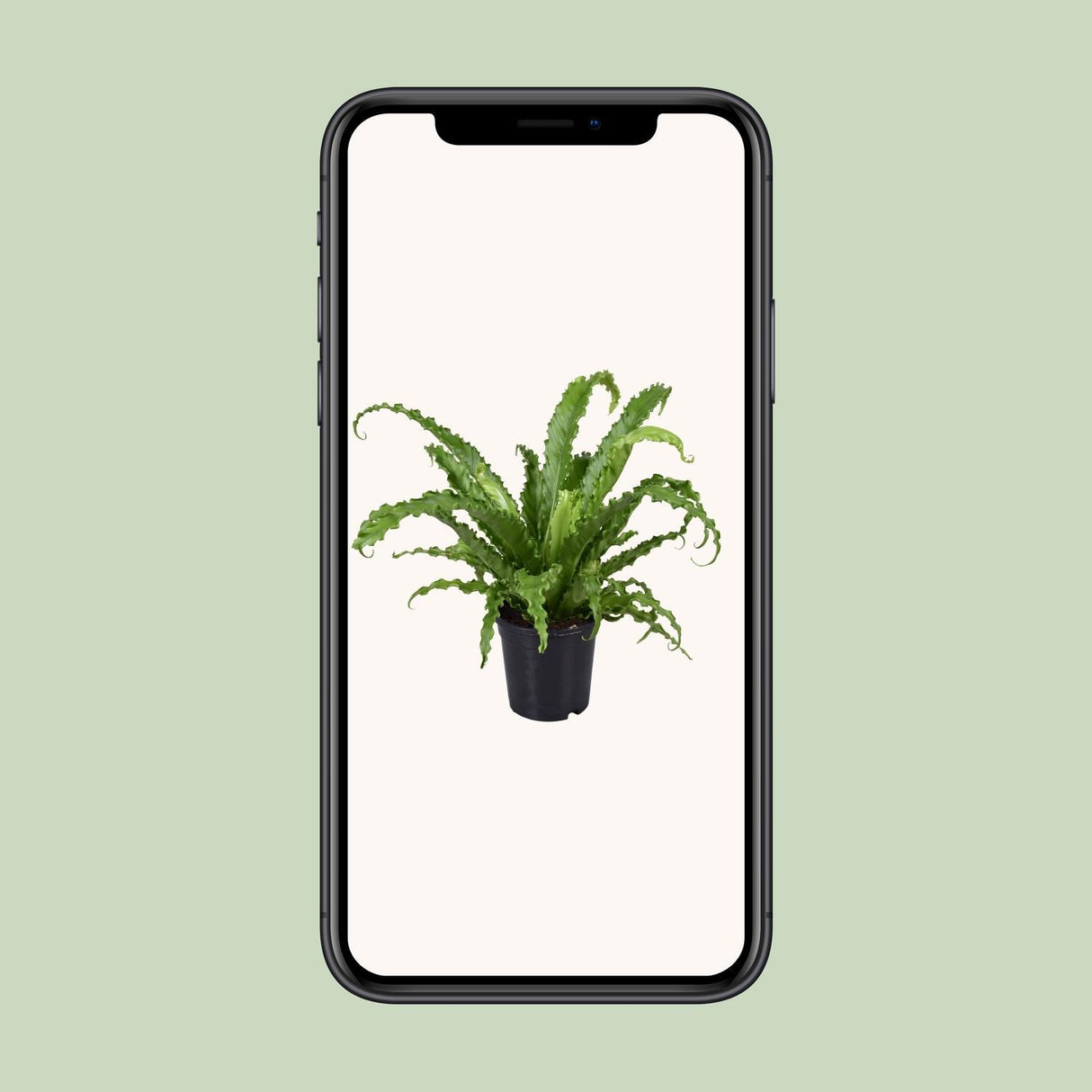 Asplenium Antiquum Osaka - Ø17cm - ↕45cm