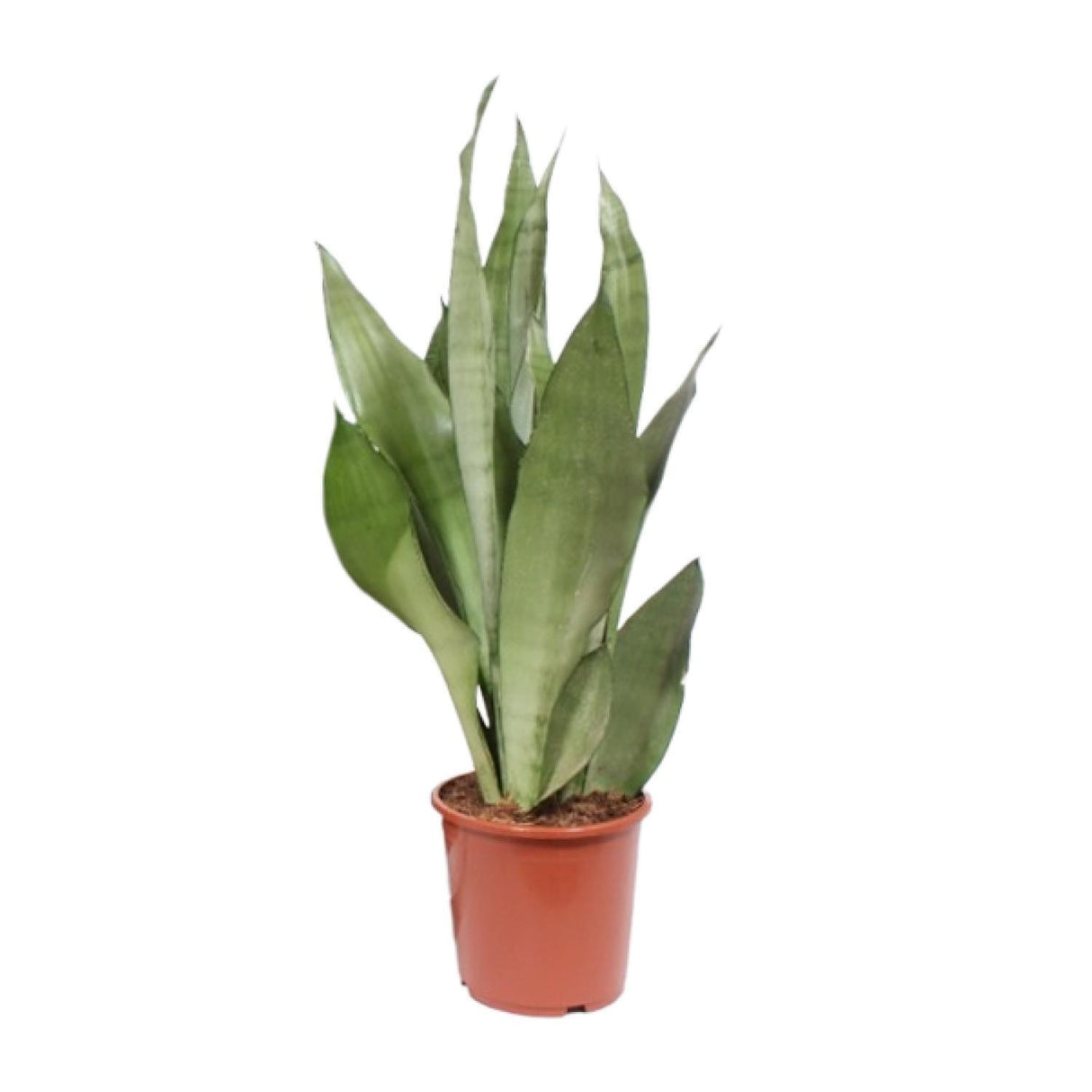Sansevieria Moonshine