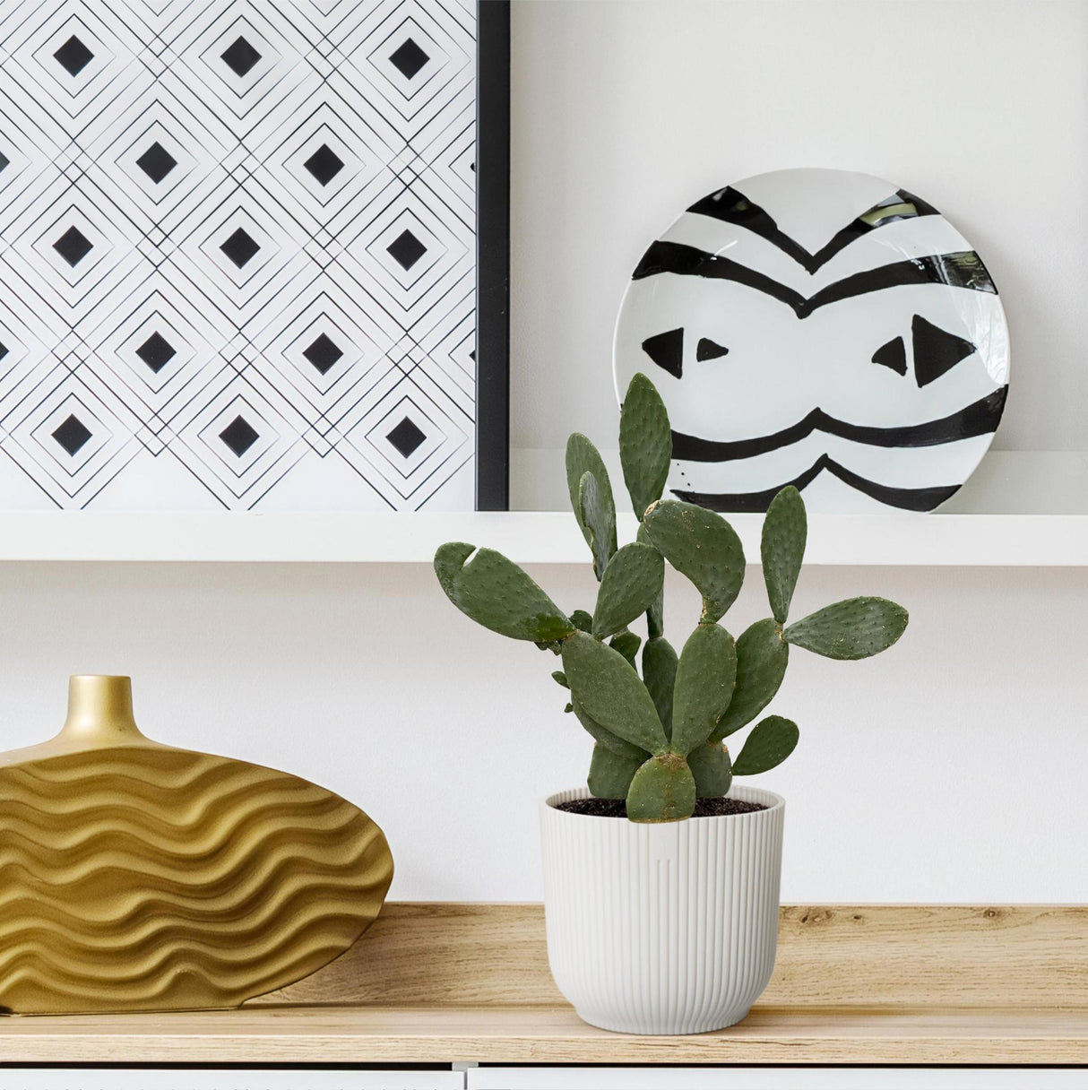 Opuntia Ficus Indica