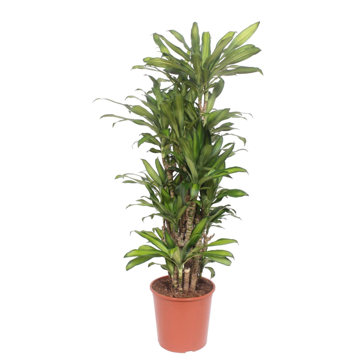 Dracaena Eve
