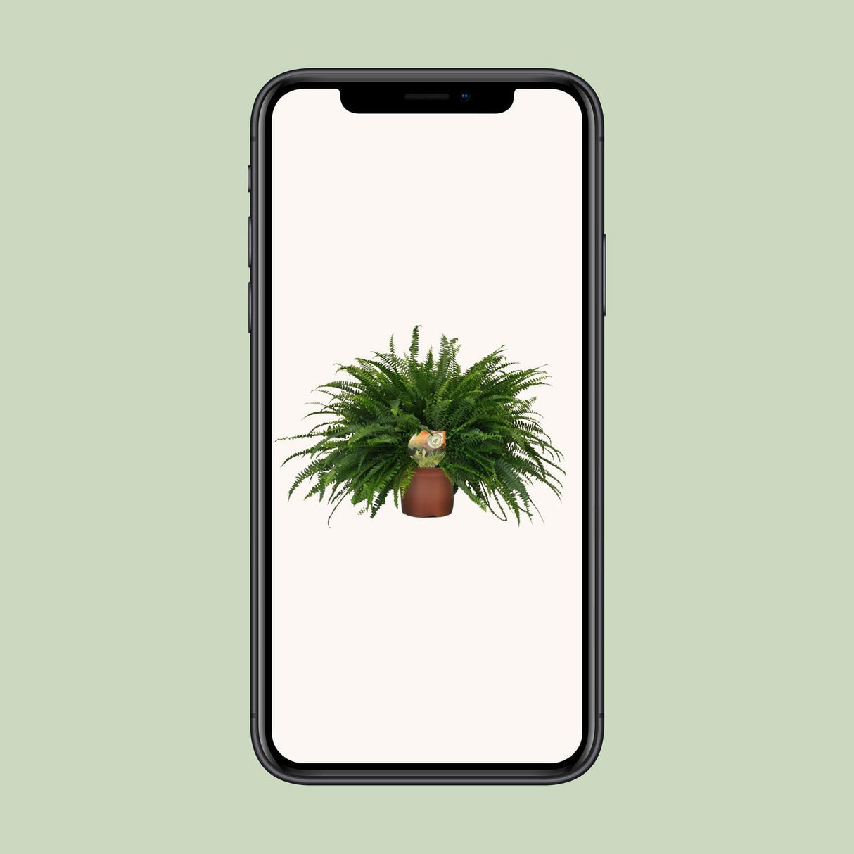 Nephrolepis Green Lady