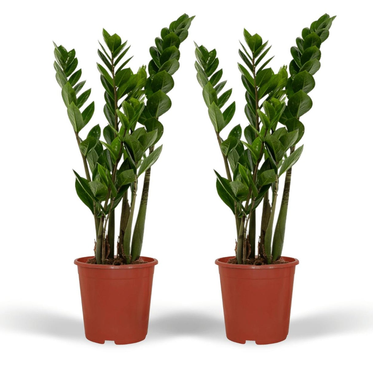 2x Zamioculcas Zamiifolia - Emerald palme - 50cm - ø14
