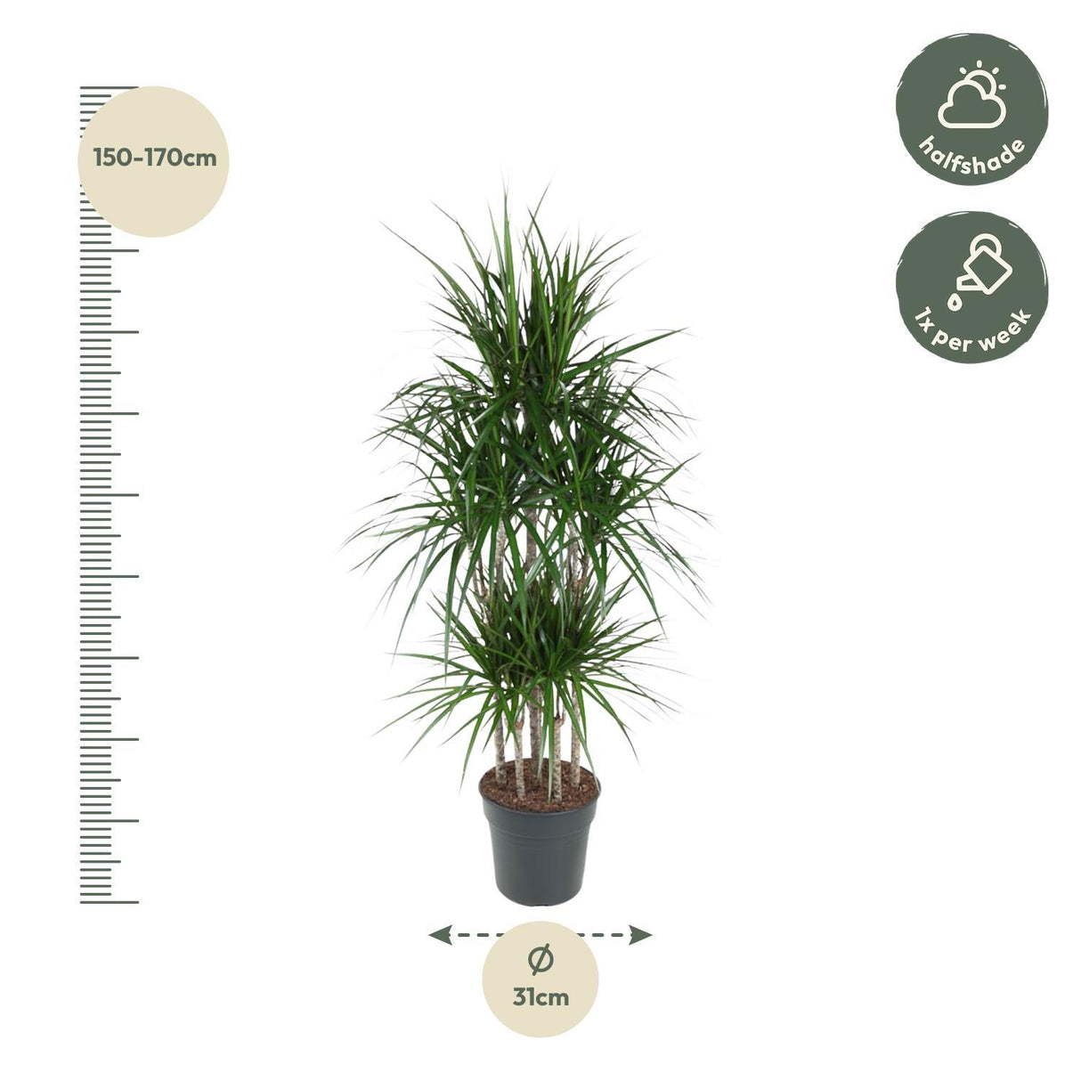 Dracaena Marginata Karrusel