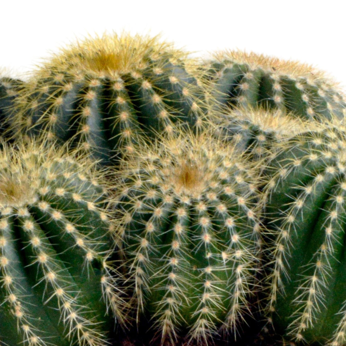 Eriocactus warasii