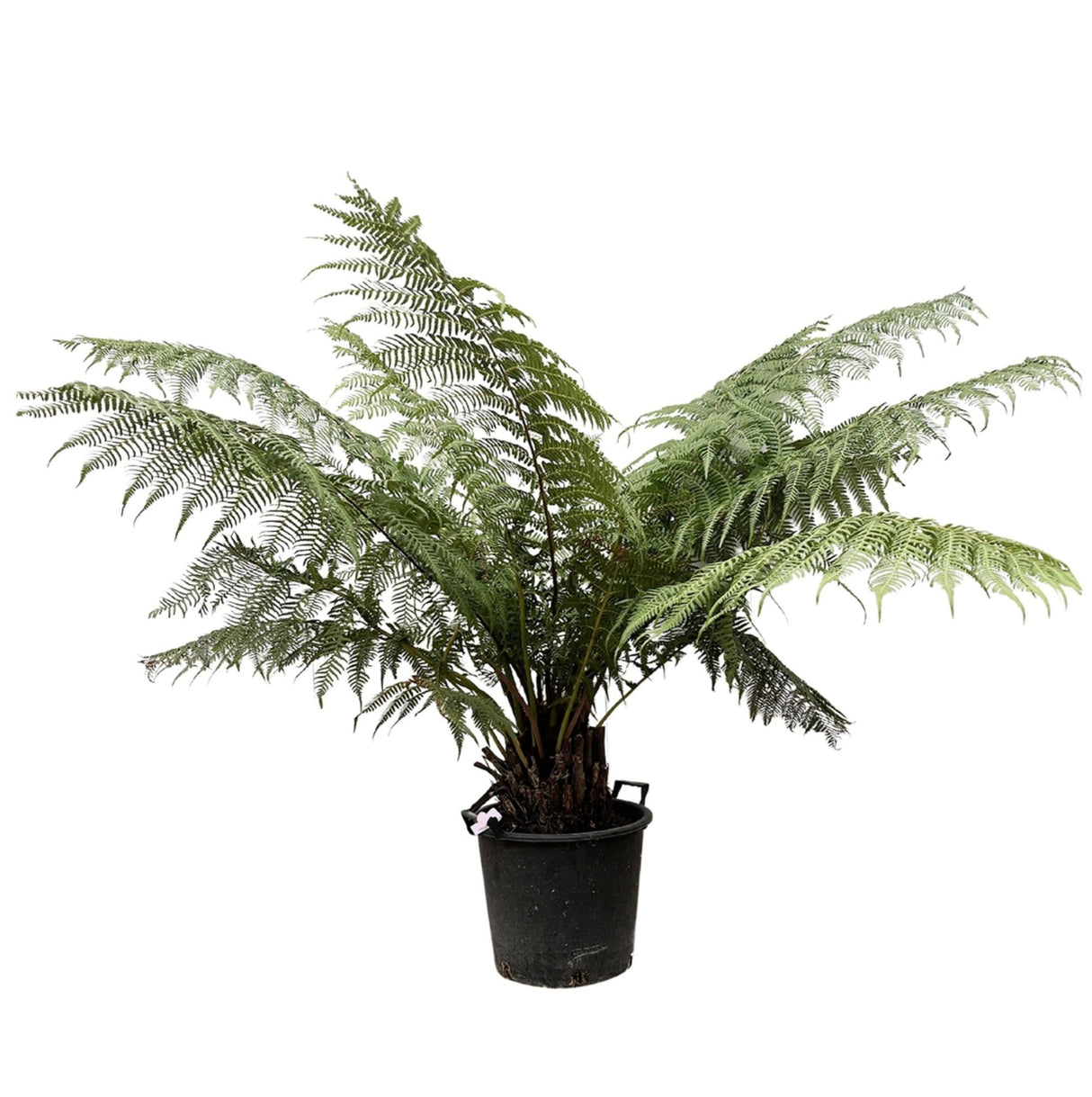 Dicksonia Antarctica