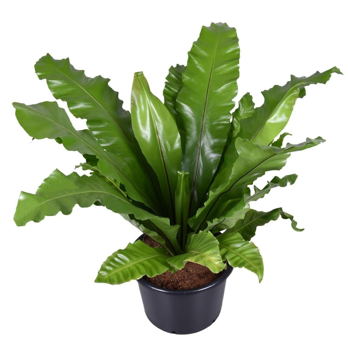 Asplenium Nidus - Ø37cm - ↕85cm