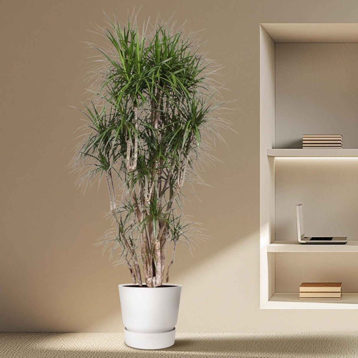 Dracaena Marginata forgrenet