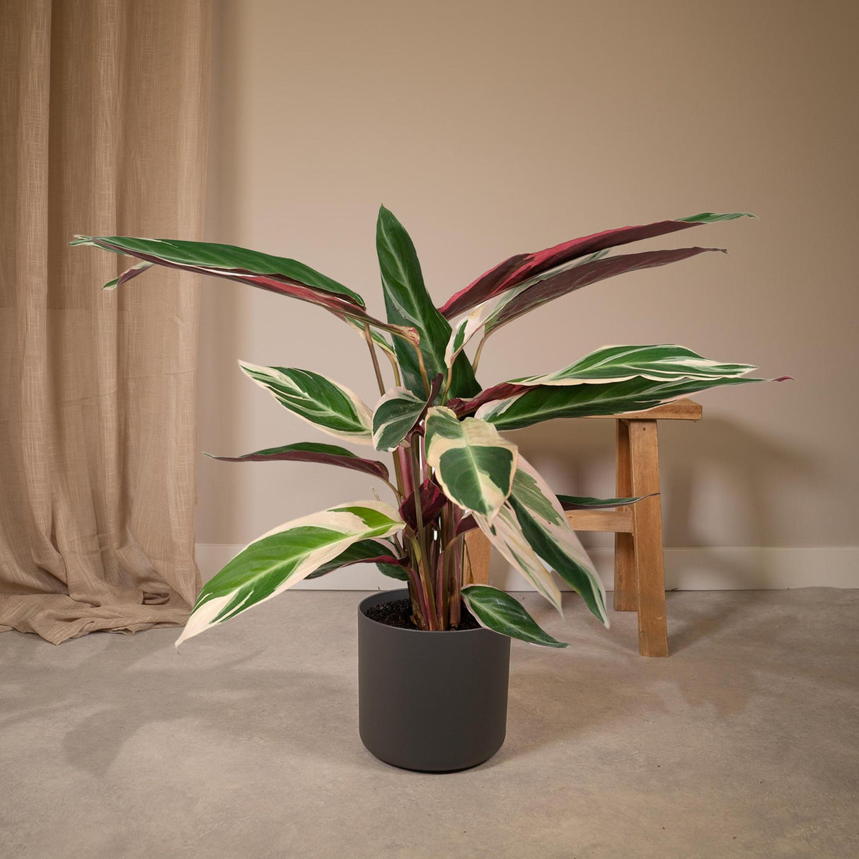 Calathea Triostar - Peacock Plant