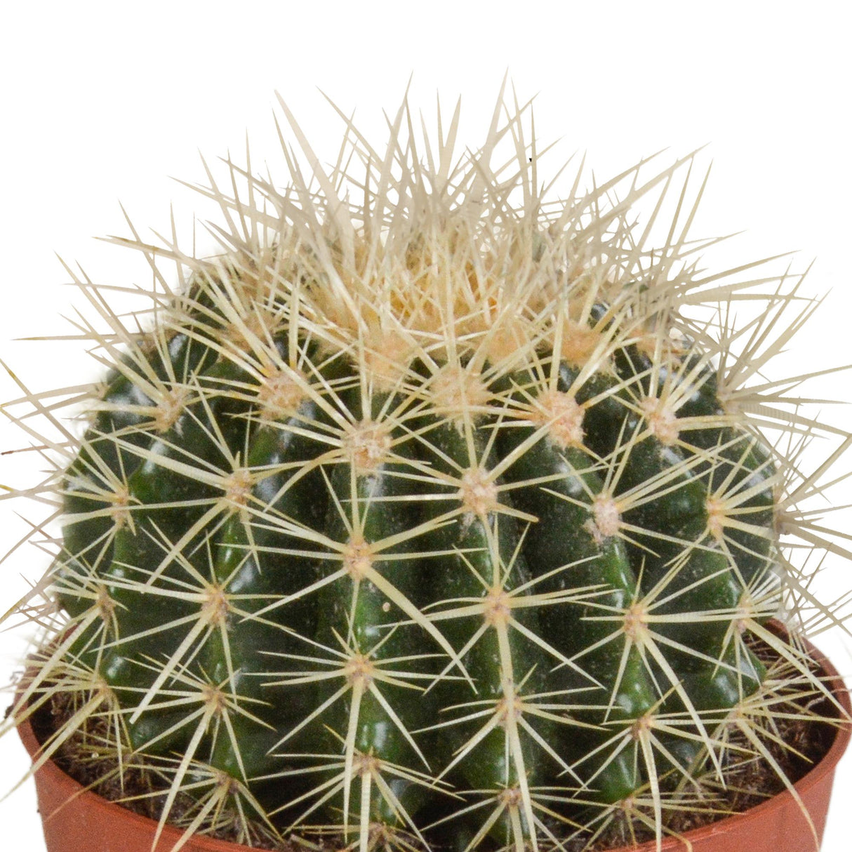 Echinocactus grusonii