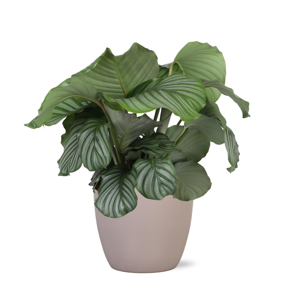 Calathea Orbifolia