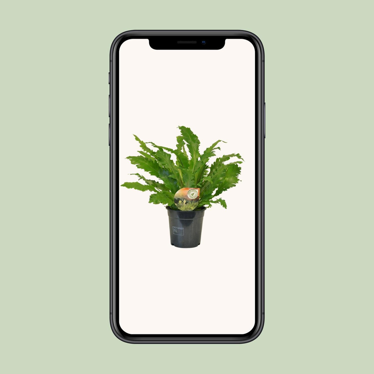 Asplenium Campio - Ø17cm - ↕50cm