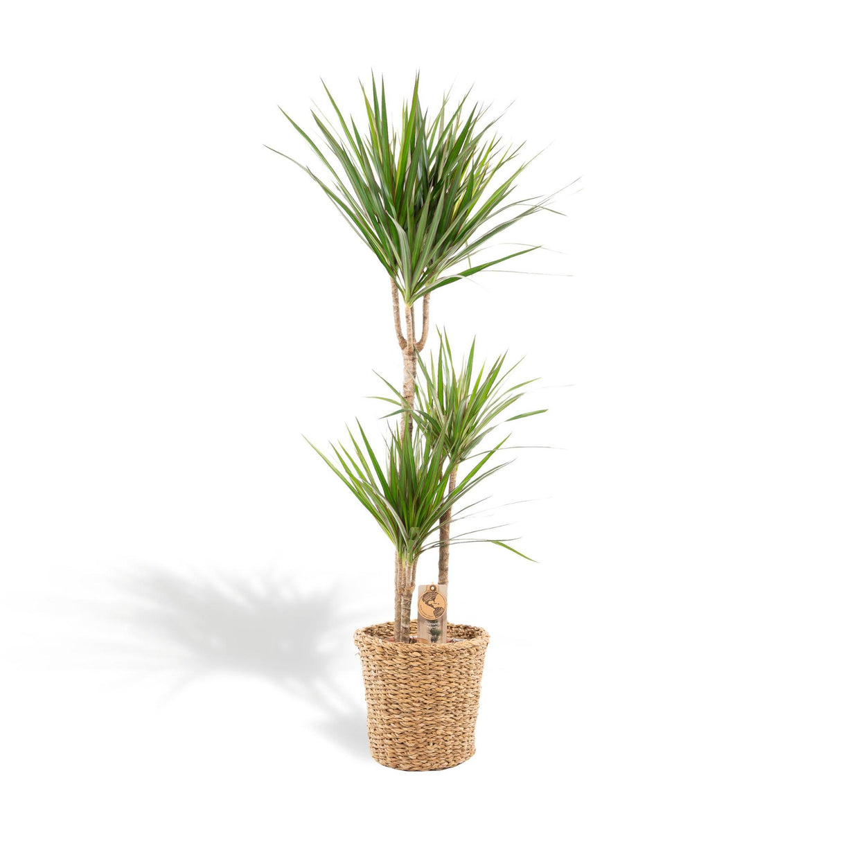 Dracaena with basket