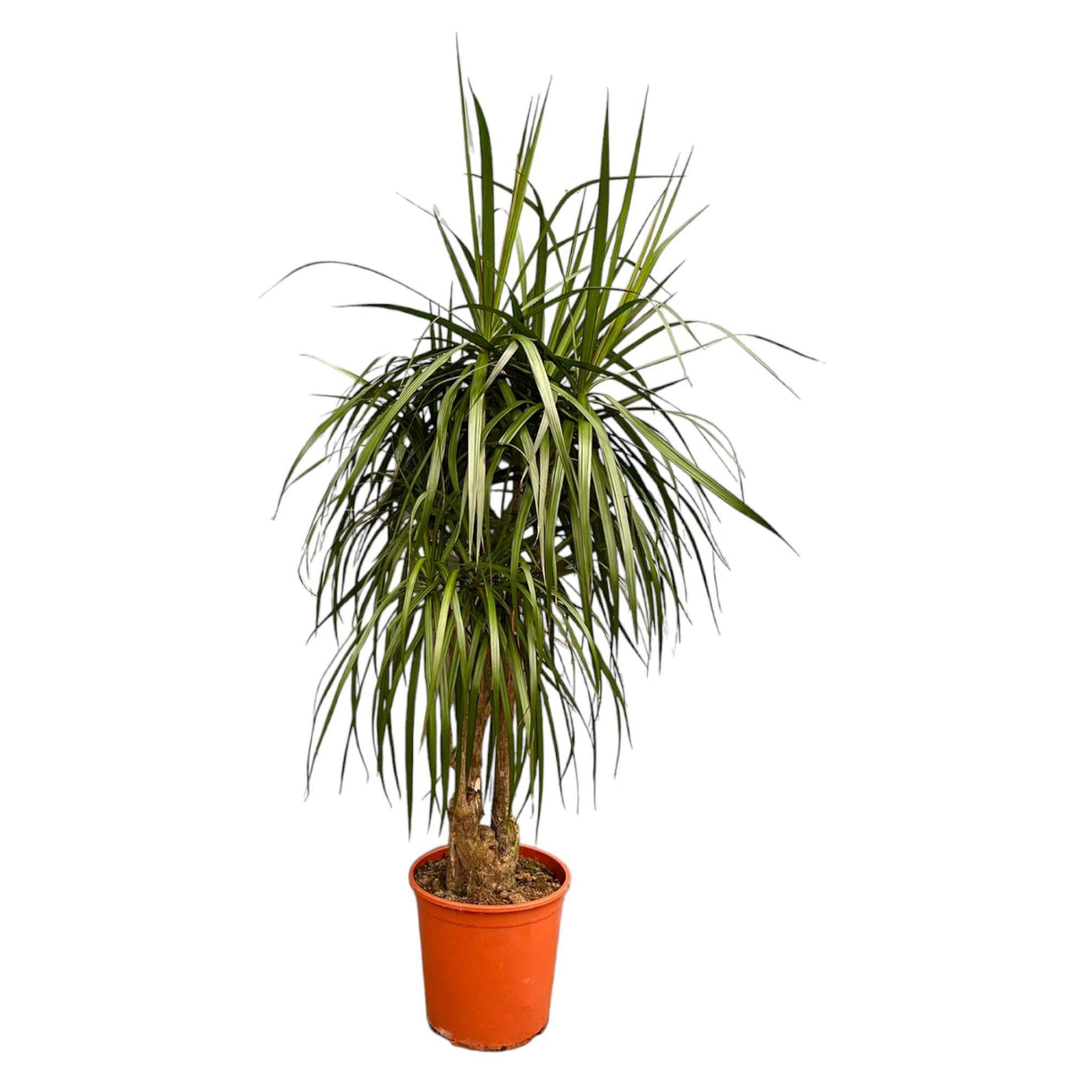 Dracaena Marginata Branched