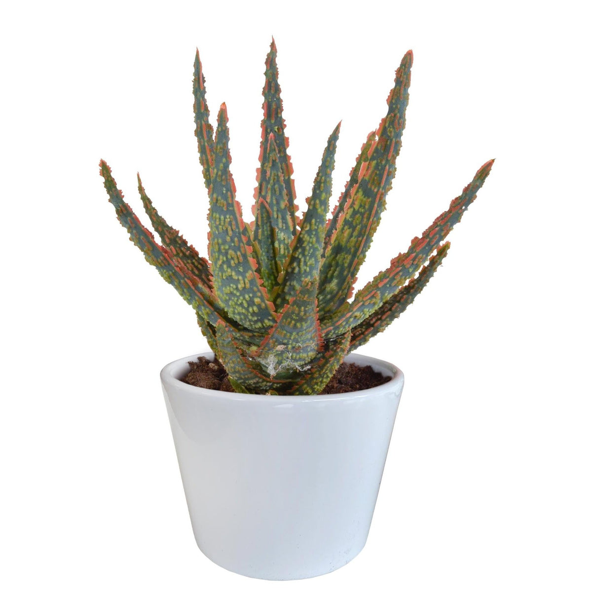 Aloe zebrina