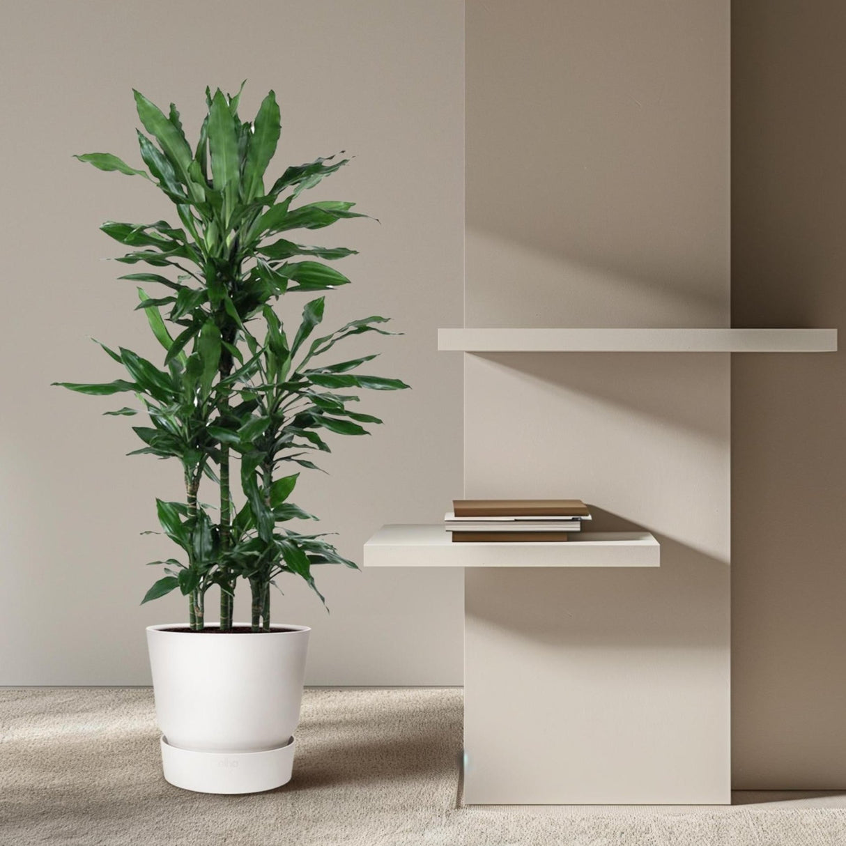 Dracaena Janet Lind Carrousel