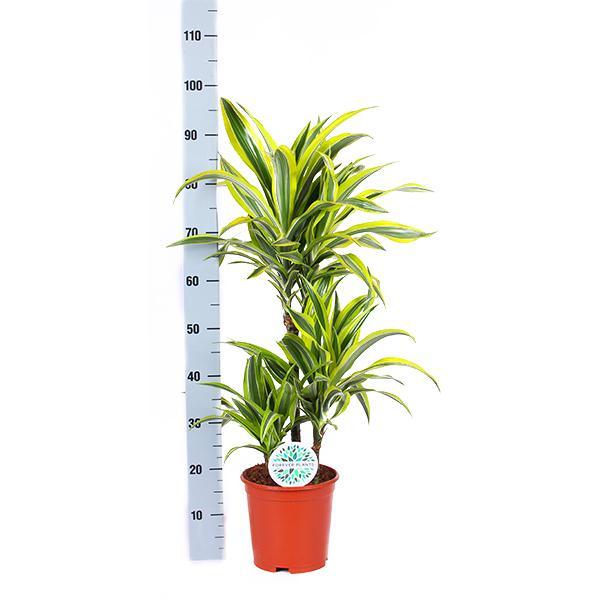 Dracaena Lemon Lime Ø21cm - ↕65cm i Albury BLACK print mand