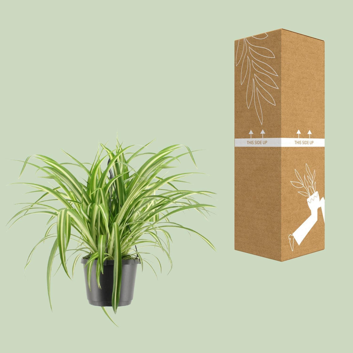 Chlorophytum Comosum Variegatum