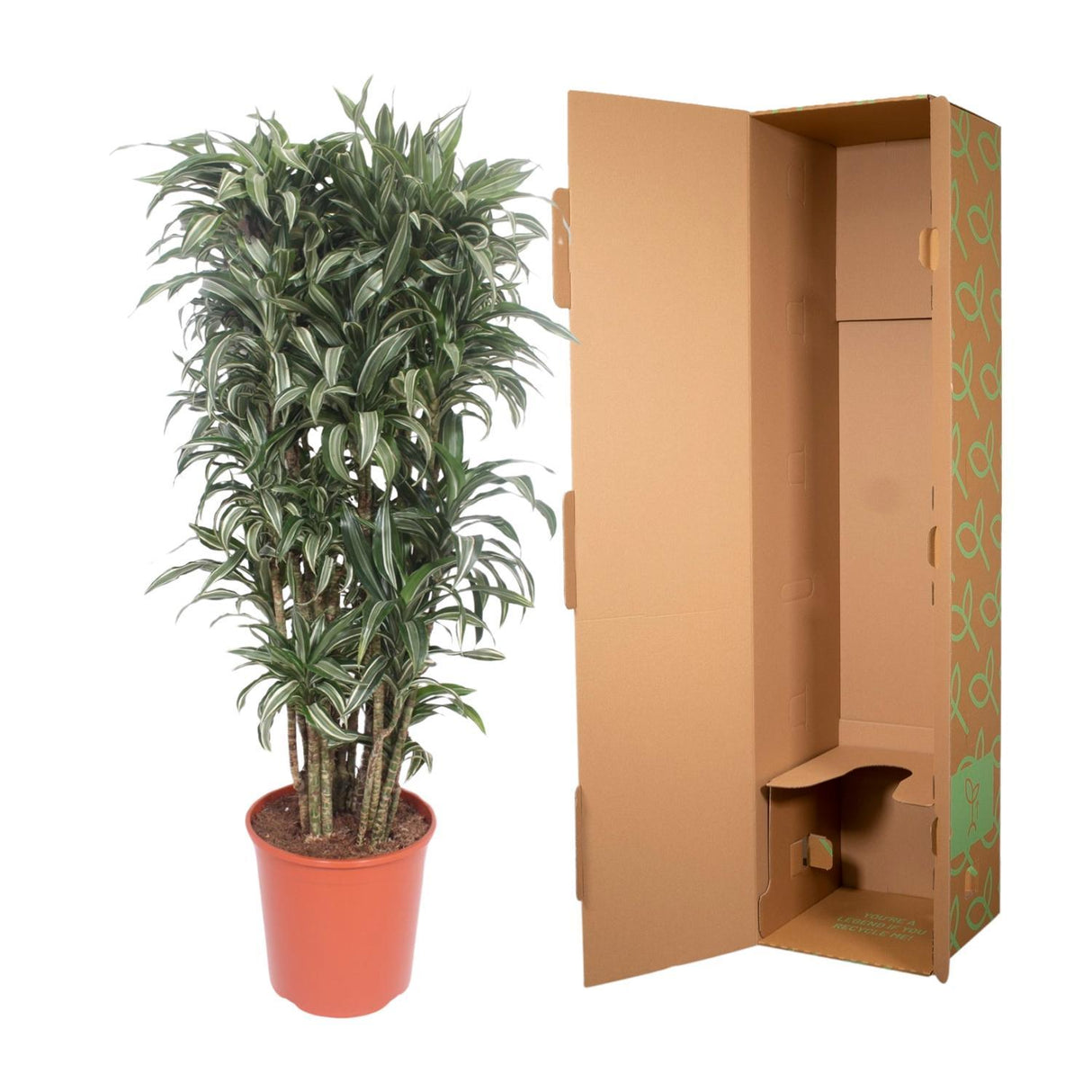 Dracaena Warneckei compacta