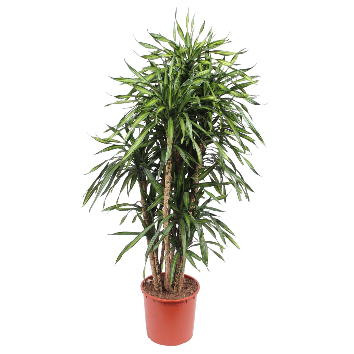 Dracaena Riki